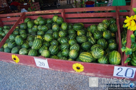 Русский Египет взорвал интернет (фото)