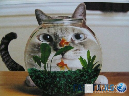 Сегодня Всемирный день кошек. Не забудьте его отпраздновать!