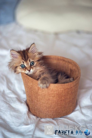 Сегодня Всемирный день кошек. Не забудьте его отпраздновать!