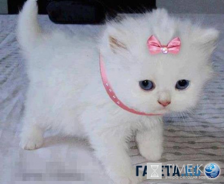 Сегодня Всемирный день кошек. Не забудьте его отпраздновать!