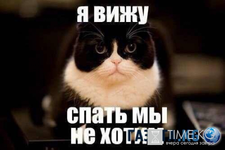 Сегодня Всемирный день кошек. Не забудьте его отпраздновать!