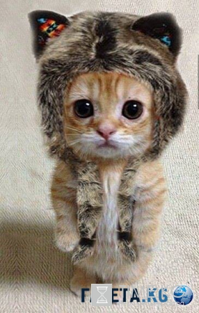 Сегодня Всемирный день кошек. Не забудьте его отпраздновать!