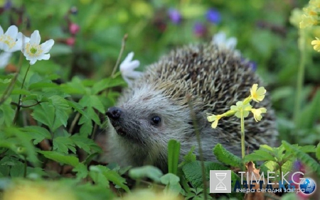 Украинцам рассказали, каких сюрпризов от погоды ждать сегодня