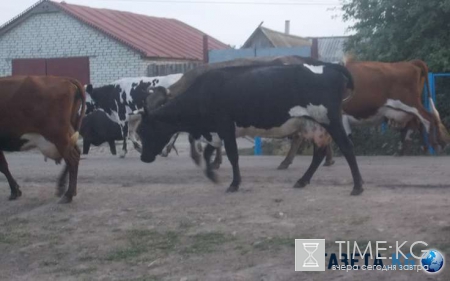 В Пролетарском районе Ростовской области ввели карантин по бруцеллезу крупного рогатого скота