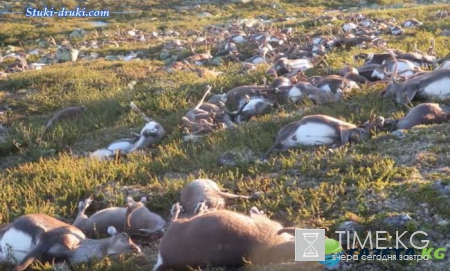 ВИДЕО: в Норвегии молния убила 323 оленя