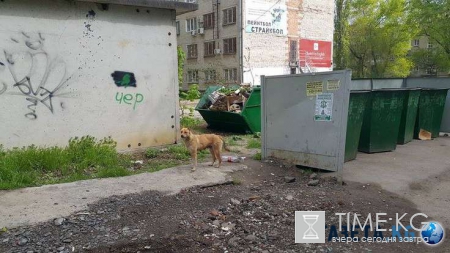 Всемирный день бездомных животных отмечают в августе люди, неравнодушные к судьбе братьев меньших
