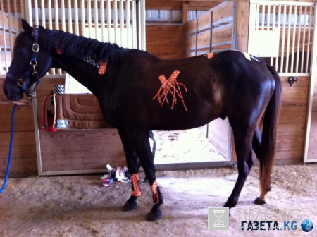 Зачем спортсмены носят разноцветные пластыри или браслеты