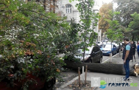 В Киеве рухнувшее дерево придавило несколько авто (фото)