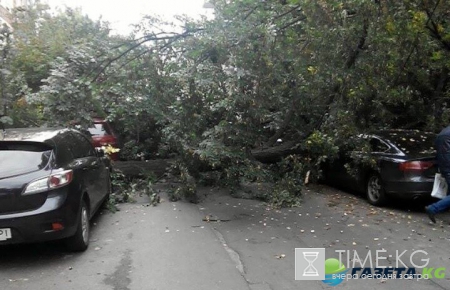 В Киеве рухнувшее дерево придавило несколько авто (фото)