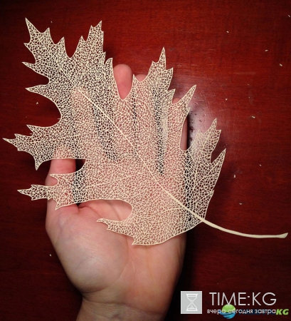 Вы не поверите своим глазам! Восхитительный paper art от Мод Уайт (Maude White)!