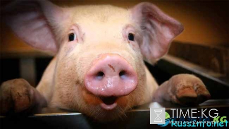 Что ждет Кабана в 2017 году по восточному гороскопу