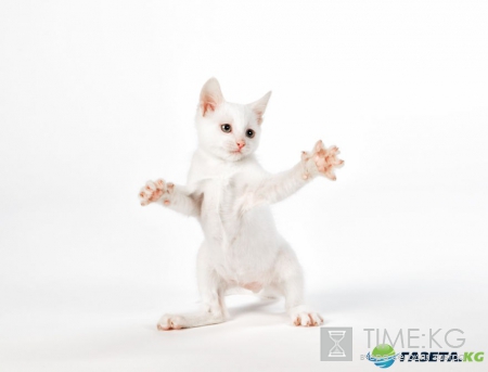 Фотографа Сет Кастил и его прыгучие котята, которые поднимут настроение кому угодно