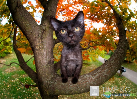 Фотографа Сет Кастил и его прыгучие котята, которые поднимут настроение кому угодно