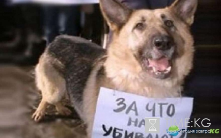 Хабаровская живодерка продолжает шокировать мир — провокационное видео взрывает интернет