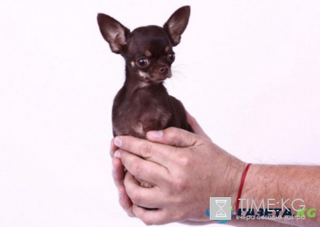 Хабаровские живодерки отправлены под домашний арест, последние новости