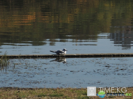 Кишиневская осень. Замечательный октябрьский день на Комсомольском озере