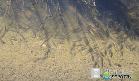 Кишиневская осень. Замечательный октябрьский день на Комсомольском озере