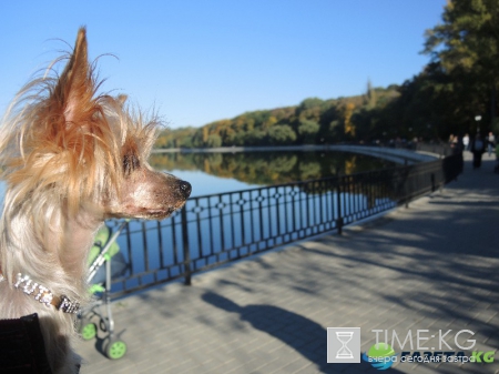 Кишиневская осень. Замечательный октябрьский день на Комсомольском озере