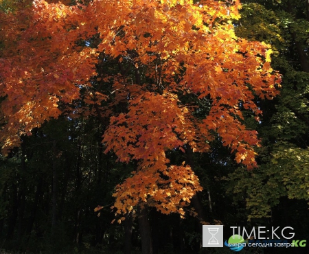 Кишиневская осень. Замечательный октябрьский день на Комсомольском озере