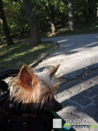 Кишиневская осень. Замечательный октябрьский день на Комсомольском озере