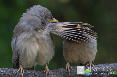 Очень смешные фотографий животных с конкурса «The Comedy Wildlife Photography Awards 2016».