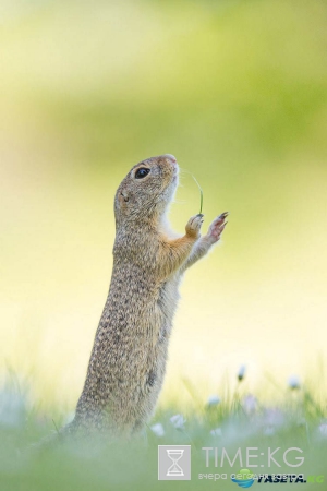 Очень смешные фотографий животных с конкурса «The Comedy Wildlife Photography Awards 2016».