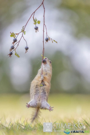 Очень смешные фотографий животных с конкурса «The Comedy Wildlife Photography Awards 2016».