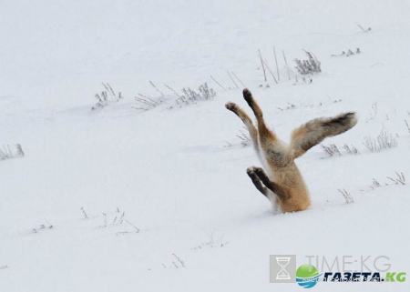 Очень смешные фотографий животных с конкурса «The Comedy Wildlife Photography Awards 2016».