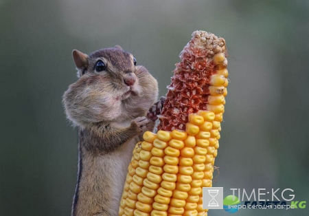 Очень смешные фотографий животных с конкурса «The Comedy Wildlife Photography Awards 2016».