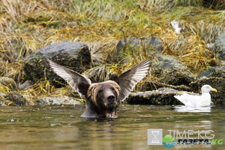 Очень смешные фотографий животных с конкурса «The Comedy Wildlife Photography Awards 2016».