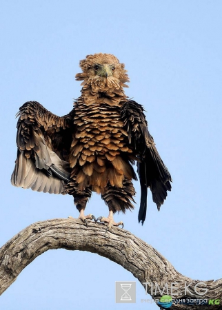 Очень смешные фотографий животных с конкурса «The Comedy Wildlife Photography Awards 2016».