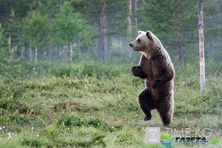 Очень смешные фотографий животных с конкурса «The Comedy Wildlife Photography Awards 2016».