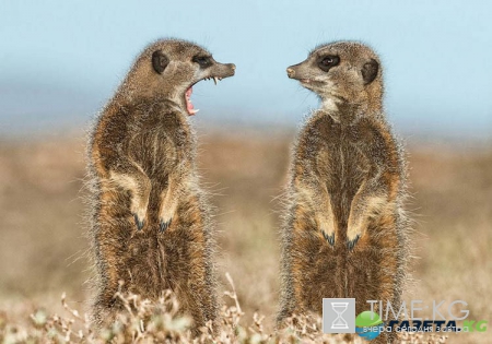 Очень смешные фотографий животных с конкурса «The Comedy Wildlife Photography Awards 2016».