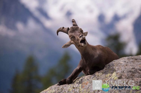 Очень смешные фотографий животных с конкурса «The Comedy Wildlife Photography Awards 2016».