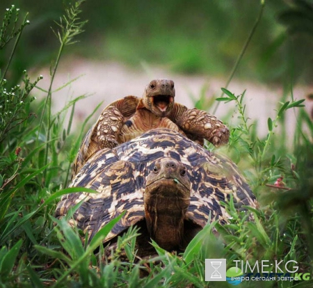 Очень смешные фотографий животных с конкурса «The Comedy Wildlife Photography Awards 2016».