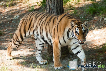 Сюрприз для президента: что стало с «живыми» подарками Владимира Путина