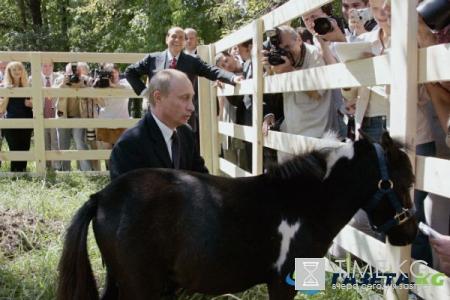 Сюрприз для президента: что стало с «живыми» подарками Владимира Путина