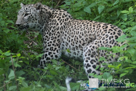 Сюрприз для президента: что стало с «живыми» подарками Владимира Путина