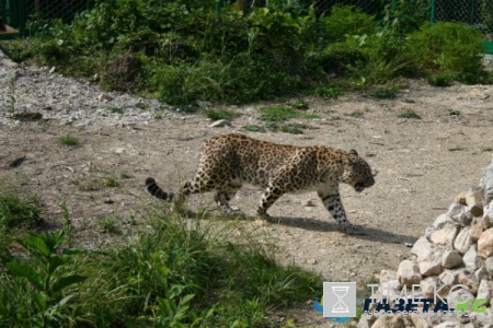 Сюрприз для президента: что стало с «живыми» подарками Владимира Путина