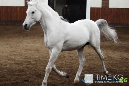 Сюрприз для президента: что стало с «живыми» подарками Владимира Путина