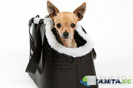 Живодерки из Хабаровска без цензуры, «Прямой эфир» от 25.10.2016