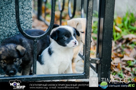 Армянское кладбище в Кишиневе. Очень красивые осенние фото.