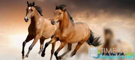 Что ждет Лошадь в 2017 году по восточному гороскопу