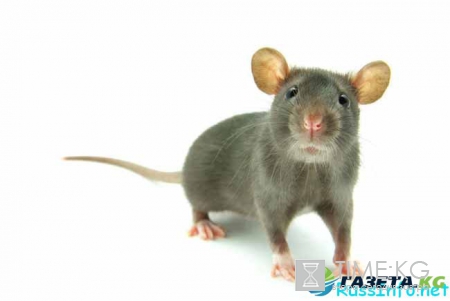 Китайский гороскоп на 2017 год для Крысы по месяцам