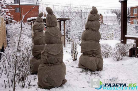 Лунный посевной календарь садовода-огородника на декабрь 2016 года