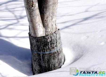 Лунный посевной календарь садовода-огородника на январь 2017 года