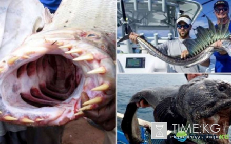 Неожиданный улов: фотографии повергнут в шок
