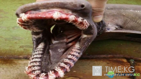 Неожиданный улов: фотографии повергнут в шок