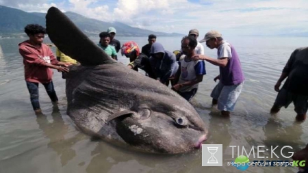 Неожиданный улов: фотографии повергнут в шок