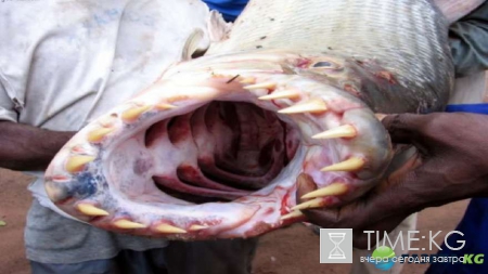 Неожиданный улов: фотографии повергнут в шок